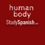 human body in spanish quiz