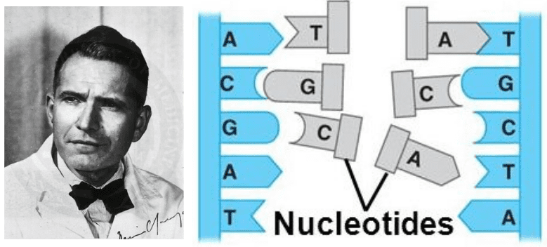 Erwin Chargaff Modern Biology Scientists