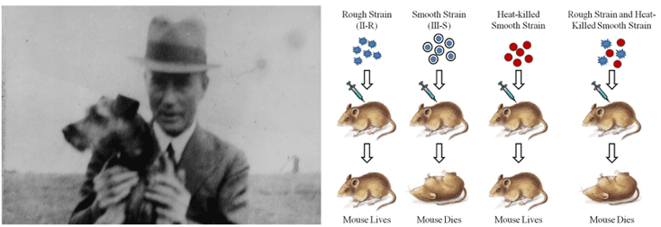 Frederick Griffith Modern Biology Scientist
