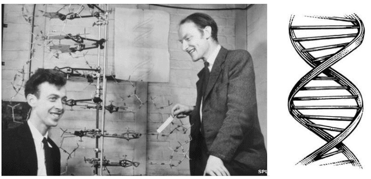 James Watson and Francis Crick Modern Biology Scientists
