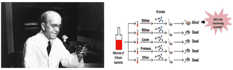 Oswald Avery Modern Biology Scientist
