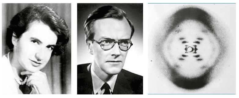 Rosalind Franklin and Maurice Wilkins Modern Biologist Scientists