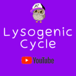 Lysogenic Cycle Video