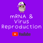 mRNA and Virus Reproduction