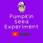 Pumpkin Seed Experiment